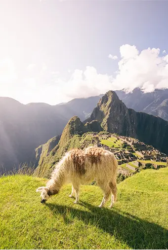 Machu Picchu Tour Photo - Carlos Machupicchu